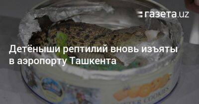 Детёныши рептилий вновь изъяты в аэропорту Ташкента
