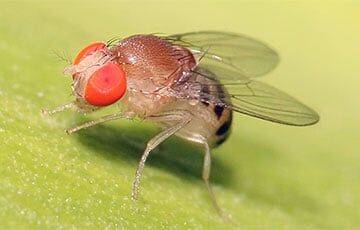 Ученые выяснили, как считают мухи
