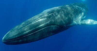 Хуже яда Медичи. Синие киты съедают ужасающие 43 кг микропластика в день
