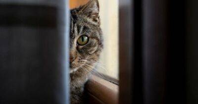 Усатые Шерлоки. Кошки хранят ДНК мест преступлений и могут помочь найти преступника