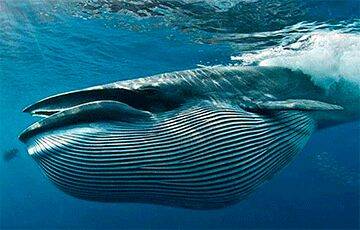 Ученые подсчитали, какое количество микропластика съедают синие киты