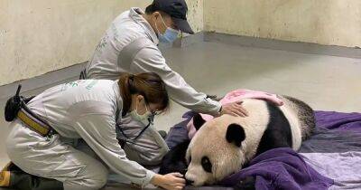 После приступов эпилепсии: в зоопарке Тайваня погибла подаренная Китаем панда (фото)