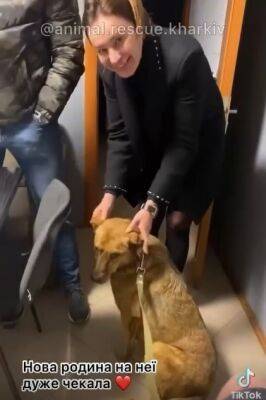 Собака Ляля, принимавшая участие в зачистке Купянска, нашла семью во Львове