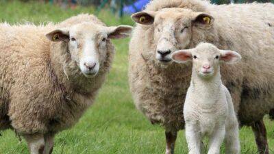 Отара овец по неизвестной причине без остановки ходила по кругу 12 дней