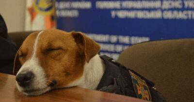 Владимир Зеленский - Пес Патрон стал первой собакой с титулом от UNICEF "Пес доброй воли" - focus.ua - Украина