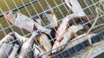 В Таджикистане процветает рыбная промышленность