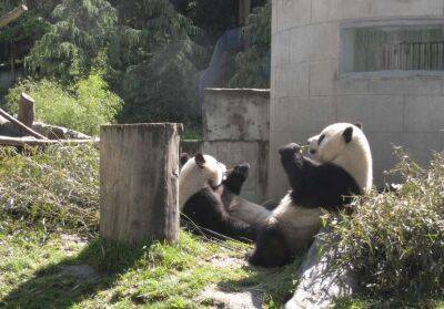 Померла рідкісна панда — символ потепління відносин між двома азіатськими країнами
