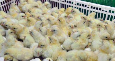 Рынок мяса птицы в Таджикистане продолжает расти