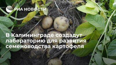 Губернатор Алиханов рассказал Путину о планах развития картофельного семеноводства