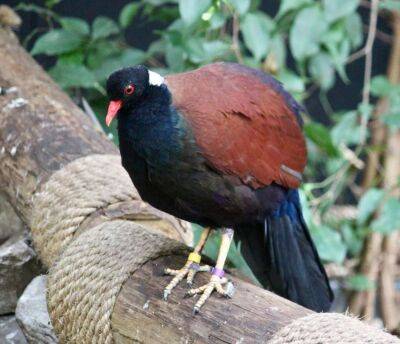 Птах, який вважався вимерлим 140 років тому, був знову виявлений у лісах Папуа-Нової Гвінеї