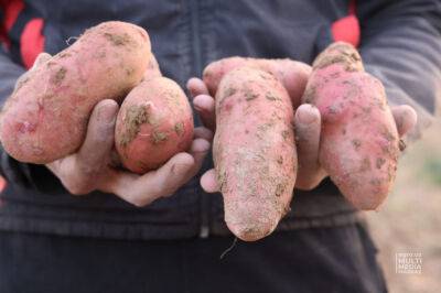 Кибернетический "мозг" из Японии поможет отечественным фермерам повысить урожайность картофеля