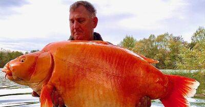 Возможно, установили мировой рекорд: во Франции поймали самую большую золотую рыбку (фото, видео)