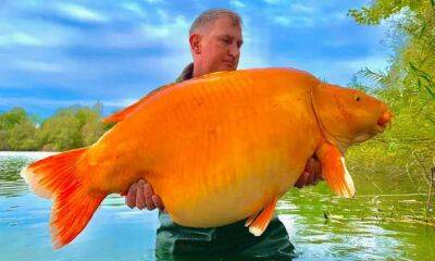 У Франції спіймано одну з найбільших у світі золотих рибок (Фото)
