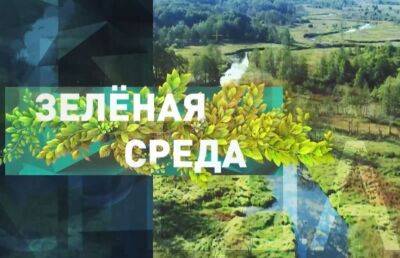 Как происходит переработка пищевых отходов в Беларуси? Рубрика «Зеленая среда»