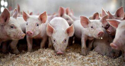 В России увеличилось поголовье свиней