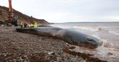 Умер мучительной смертью. В желудке выброшенного на берег кита обнаружили почти 150 кг мусора (фото)