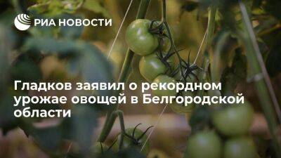Губернатор Гладков заявил о рекордном урожае овощей в Белгородской области