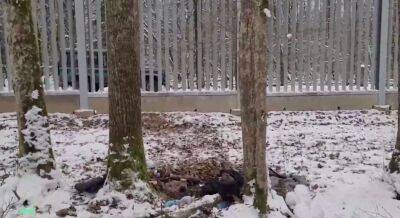 Труп иностранца обнаружили у белорусско-польской границы
