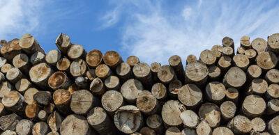 Уряд заборонив вивозити з України паливну деревину: боїться, щоб вистачило самим українцям