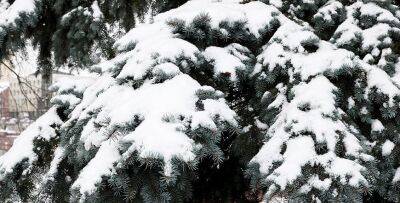 Ноябрьский снег: больше всего «досталось» Ошмянам, меньше всего – Щучину. Какая погода ждет жителей Гродненщины в ближайшие дни