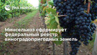 Минсельхоз сформирует федеральный реестр виноградопригодных земель для анализа