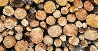 Кабмин запретил экспортировать топливную древесину: Шмыгаль объяснил почему