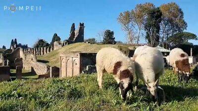 "Ферма Помпеи": Археологический парк нашел экономичный и экологичный способ покоса травы
