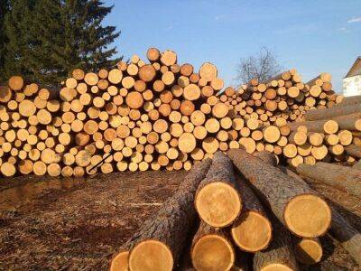 Уряд заборонив експорт паливної деревини з України