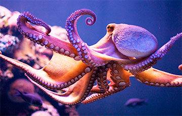 Ученые обнаружили новую общую особенность у человека и осьминога