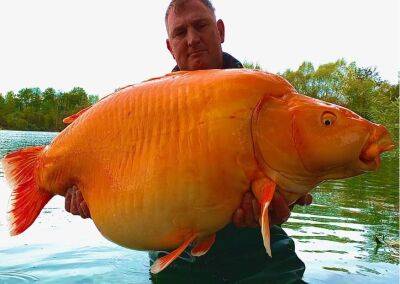 Рыбак во Франции поймал одну из самых крупных «золотых рыбок» на Земле /видео/