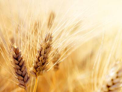 За время действия "зернового соглашения" Украина отправила около 12 млн тонн продовольствия в 40 стран – Зеленский