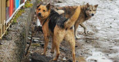 На носки оккупантам: в Курске волонтеры начали собирать собачью шерсть