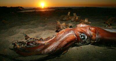 Настоящий морской гигант. Ученые рассказали, какой кальмар является самым большим на Земле (фото)