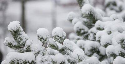 Туман, мокрый снег и гололедица ожидаются в Беларуси 28 ноября
