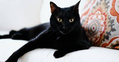 Почему люди боятся черных кошек?