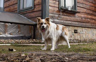 В Торжке у домашней собаки обнаружили бешенство