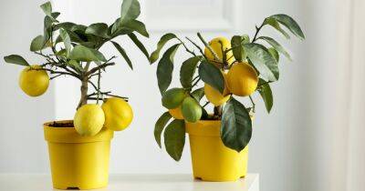 Как вырастить лимон на подоконнике: простой метод
