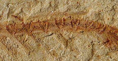 Возрастом 525 млн лет. Ученые нашли самый древний мозг на Земле у необычного существа