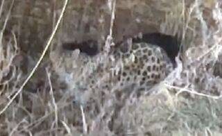 Дикого леопарда заметили в Уссурийске - «Новости Уссурийска»