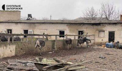 Стали відомі подробиці обстрілу страусиної ферми на Запоріжжі