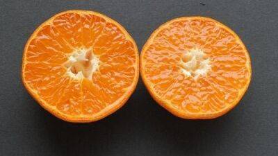 Чем отличается клементин от мандарина: в Израиле наконец объяснили разницу