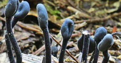 Не от мира сего. Обнаружили грибы, которые принадлежат к совершенно новой ветви на Древе Жизни