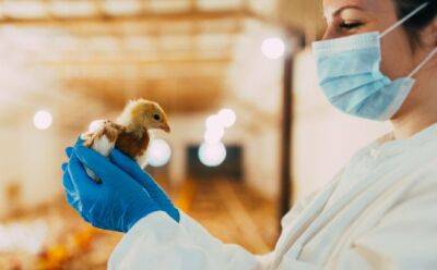 В Фамагусте выявлен птичий грипп