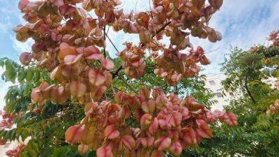 В Израиле начало плодоносить мыльное дерево