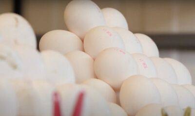 Не найдете даже по 100 грн: яйца могут исчезнуть с прилавков в Украине в 2023 году – названа причина