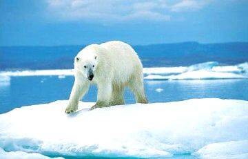 Ученые рассказали, почему белые медведи не скользят на льду