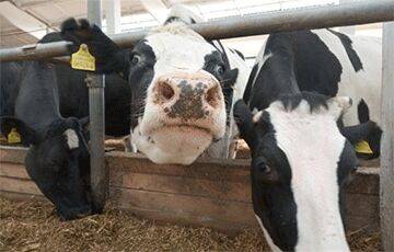 Белорусских коров кормили опасной добавкой