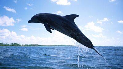 В Севастополе возбудили уголовное дело из-за выброшенных дельфинов