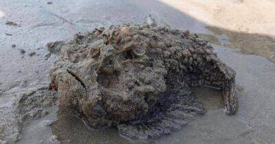 Токсичные големы. На пляжах Австралии заметили ядовитые "камни", способные убить прикосновением