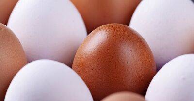 В чем разница между белыми и коричневыми яйцами: простые ответы на вечный вопрос - focus.ua - Украина - штат Род-Айленд